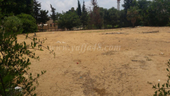 التخطيط لزراعة العشب الأخضر في شارع پستلوتسي في يافا